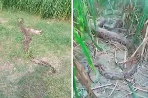 अमरोहा : खेत में 14 फुट लंबा अजगर दिखने पर मचा हड़कंप, ग्रामीणों में दहशत का माहौल