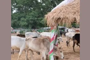 गौ आश्रय स्थलों के निरीक्षण के लिए सभी मंडलों में नोडल अधिकारी नियुक्त, अधिकारी करेंगे स्थलीय निरीक्षण