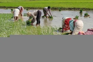 कौशांबी: मानसून के महीनों में हुई कम बारिश, धान किसानों की बढ़ी मुसीबत