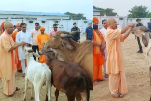 गोरखनाथ मंदिर में सीएम ने नंदी व बछडों को खिलाया गुड़-चना, योगी की आवाज पर झूमते चले आए बछड़े