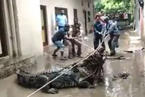 Video: प्रयागराज की सड़कों पर मगरमच्छ, खा गया कई सूअर, घरों में दुबके लोग