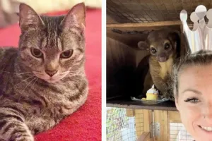 ऐसी दीवानगी देखी नहीं कहीं: OMG! मरे हुए जानवरों की राख से टैटू बनवाती है ये महिला