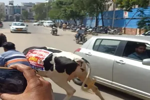 गाय लेकर विधानसभा पहुंचे BJP विधायक, शोर-शराबे के बीच बिदक कर भागी, देखें Video