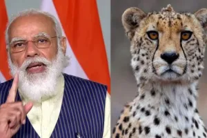 PM Modi Birthday Special: 70 साल बाद पीएम मोदी के हाथों भारत में होगी चीता युग की वापसी