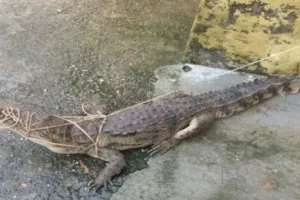 खटीमा: मझोला के गंगोत्री कॉलोनी में मगरमच्छ दिखने से दहशत