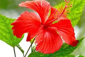 आप भी हैं बालों की समस्या से परेशान, गुड़हल के फूल का करें इस्तेमाल, जानें कैसे