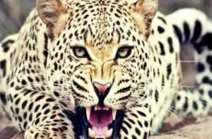 गरमपानी:  गुलदार की दहशत – खेती के साथ अब पशुपालन पर भी संकट