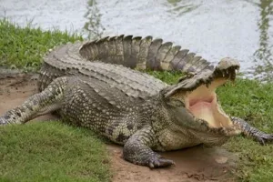 पीलीभीत: मगरमच्छ ने महिला को दबोचा, गंभीर रूप से जख्मी