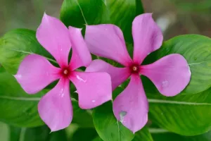 सदाबहार का फूल इन बीमारियों को शरीर से करता है दूर, जानें इसके असरदार फायदे