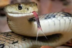 बांदा: सर्पदंश से दो महिलाओं की मौत, परिवार में मातम