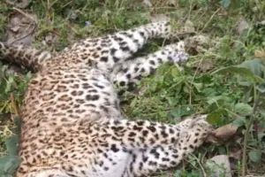 बहराइच: मादा तेंदुआ की संदिग्ध परिस्थितियों में मौत, पोस्टमार्टम को भेजा गया शव