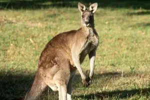Australia: पालतू कंगारू ने ली मालिक की जान, 86 साल पहले भी हुआ था ऐसा हमला