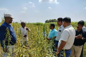 हमीरपुर: कृषि वैज्ञानिकों के दल ने तिल की जीटी 6 प्रजाति का परीक्षण कर किसानों को किया जागरूक