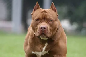 अब घर में नहीं पाल सकेंगे पिटबुल और राटवीलर, कानपुर नगर निगम ने लगाया प्रतिबंध