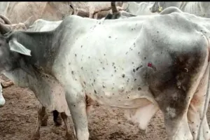 बिजनौर: जिले में लंपी का बढ़ रहा खतरा, वायरस से तीन गोवंशों की मौत, 25 बीमार