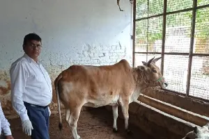 बहराइच : गोशाला में मिले लंपी वायरस के चार मवेशी, चल रहा इलाज