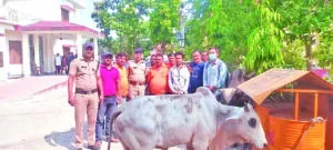 खटीमा: गो वंशीय पशुओं से भरी स्कार्पियों पकड़ी, एक गिरफ्तार