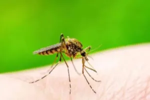 दिल्ली में डेंगू का खतरा! पिछले एक हफ्ते में आए 412 नए केस, सितंबर में कुल 693 मामले