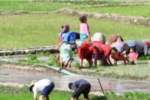 बागेश्वर: अश्विन माह आते ही बाजार में सन्नाटा, कामकाज में व्यस्त हुए ग्रामीण