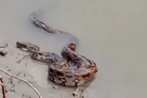 कानपुर: पानी में तैरता दिखा अजगर, ग्रामीणों में दहशत