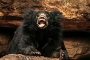 चित्रकूट: दंपति पर जंगल में भालू ने किया हमला