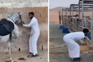 Video: घोड़े के साथ मस्ती करना शख्स को पड़ा भारी, ऐसी जगह मारी लात कि बताया भी न जा सके