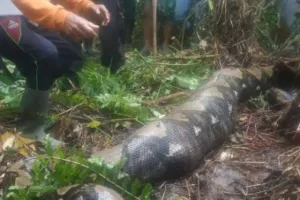 Viral News: महिला को ज़िंदा निगल गया 22 फुट का विशालकाय अजगर, पेट चीरकर निकाला शव