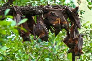 चमगादड़ों की आबादी कम होना क्यों है मनुष्य के लिए चिंता का विषय? विशेषज्ञों ने बताई वजह