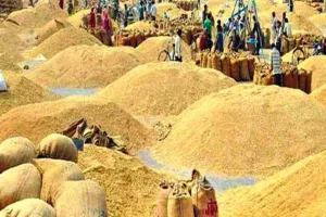 छत्तीसगढ़: एक नंबर से धान की खरीदी हो जाएगी शुरू, अवैध परिवहन रोकने के लिए बने 12 चेकपोस्ट