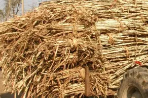 बरेली: बकाया भुगतान किया नहीं और केसर शुगर मिल में पेराई सत्र शुरू