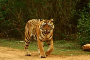 बाघ के दहशत से गांव वालों में हड़कंप, घर में सो रही बच्ची को बनाया शिकार