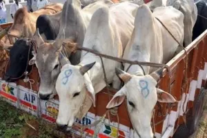 बरेली: 50 गोतस्करों पर रिपोर्ट, 112 पर गुंडा एक्ट लगाया