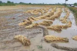 बेमौसम बारिश से छोटे किसान प्रभावित, फसल बीमा योजना दे रही है सुरक्षा: तोमर