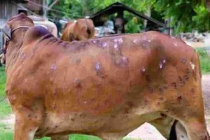 संभल: लंपी की चपेट में आने से दो गांव में नौ गोवंशीय पशुओं की मौत