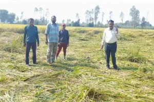 शाहजहांपुर: रायपुर में हाथियों ने उजाड़ दी 24 बीघा धान की फसल