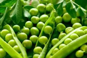 इन बीमारियों के लिए रामबाण है हरी मटर के दाने, जानें इसके अचूक फायदे