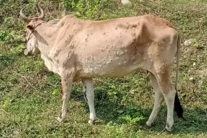 पीलीभीत: सीमांत गांव में लंपी वायरस का कहर, दहशत में आए पशुपालक