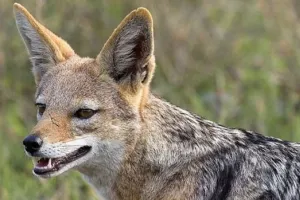 बरेली: सियार के हमले से घायल किसान की मौत, परिजनों में मचा कोहराम