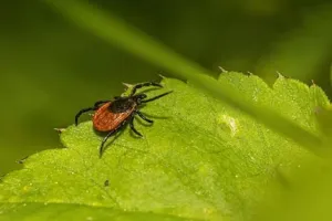 आठ साल तक बिना कुछ खाए-पीए जिंदा रह सकता है ये छोटा सा जीव