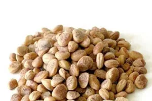 हल्द्वानी: पहाड़ और किसानों को समृद्ध बनाएगी ‘चिरौंजी’