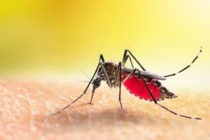 बरेली: डेंगू से बढ़ी कीवी और बकरी के दूध की मांग, डॉक्टरी सलाह के साथ घरेलू नुस्खे भी आजमा रहे लोग