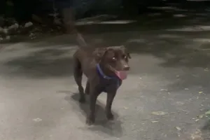 कानपुर: जुर्माने से बचने को सड़क पर छोड़ रहे खूंखार कुत्ते, खंभे से बांधकर चले जा रहे मालिक, 19 मामले आए सामने