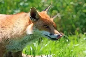 अयोध्या: कुमारगंज में हिंसक जानवर ने तीन बकरियों का किया शिकार