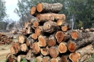 बाजपुर: खैर की लकड़ी से भरा वाहन पकड़ा, चालक गिरफ्तार