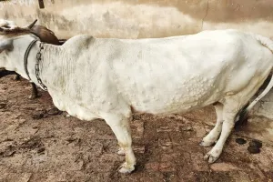 हमीरपुर: मवेशियों में दिखे लंपी वायरस जैसे दिखे लक्षण, पशुपालकों में हड़कंप