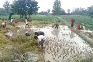 बरेली: प्रभावित हुए 1.66 लाख किसान, मुआवजा सिर्फ 20983 को ही मिलेगा