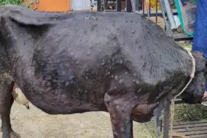 आगरा: लंपी वायरस का बढ़ा प्रकोप, पचास गोवंश मरने का दावा