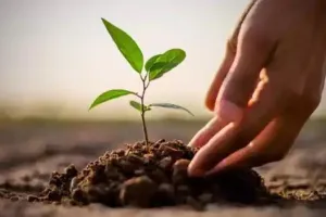 बरेली: 26 में से सिर्फ एक विभाग ने दी पौधरोपण के सत्यापन की रिपोर्ट