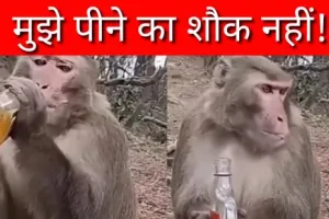Viral Video: मुझे पीने का शौक नहीं! बस आज पी लेने दे मेरे यार… बंदर बना शराबी, गटागट पी डाली दारू की बोतल