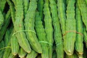 लखनऊ: आयुर्वेद के बारे में चला जागरूकता अभियान, बोले विशेषज्ञ- बच्चों के लिए सहजन है फायदेमंद